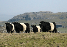 Belted Galloways