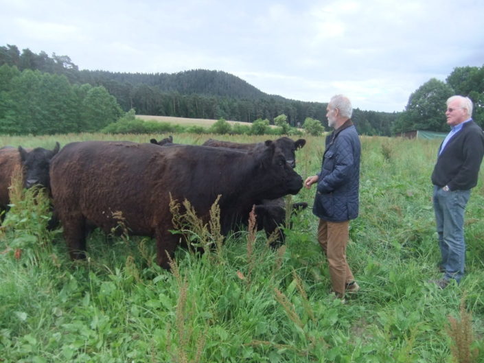 Bernd Schlichterle mit seinen Galloways Bernd Schlichterle mit seinen Galloways