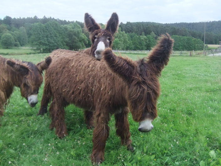 Die Poitou-Esel Die Poitou-Esel