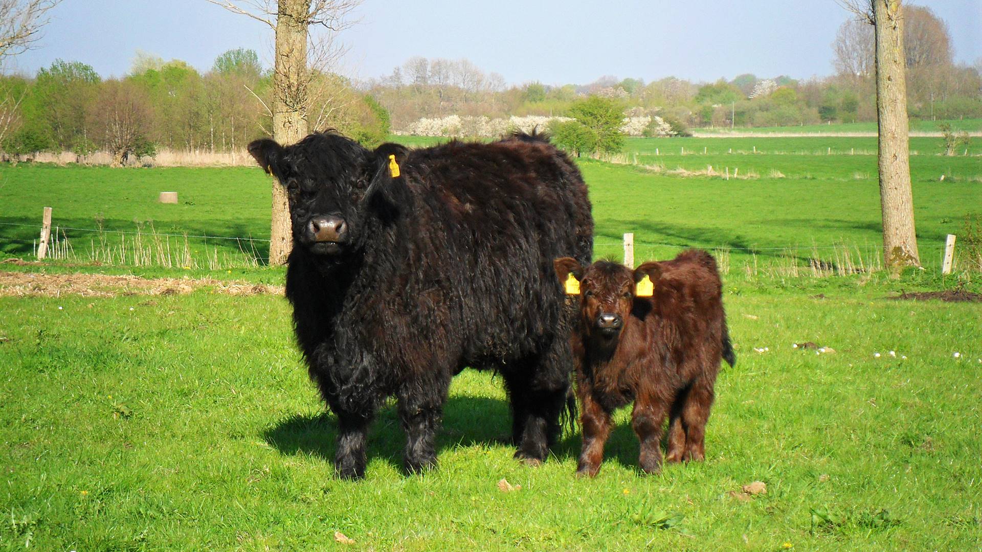 Galloway Kuh mit Kalb