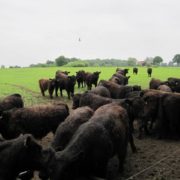 Greiner-Holsten-Galloways -Bullengruppe