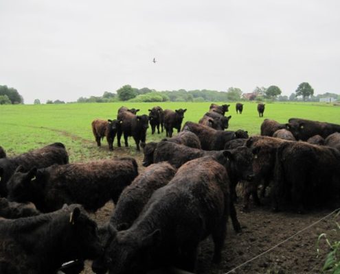 Greiner-Holsten-Galloways -Bullengruppe