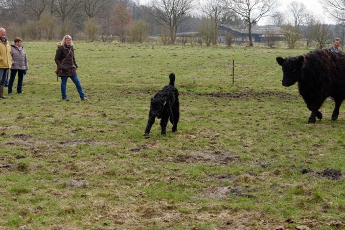 In der Mutterkuhherde vom Haidhof In der Mutterkuhherde vom Haidhof