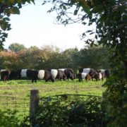 Blick auf die Belties beim Kaffeetrinken