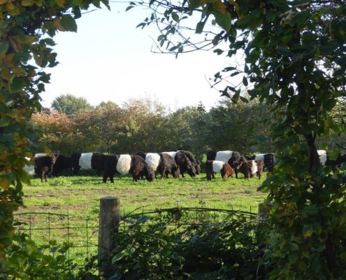 Blick auf die Belties beim Kaffeetrinken