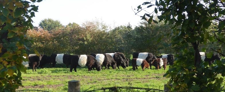 Blick auf die Belties beim Kaffeetrinken