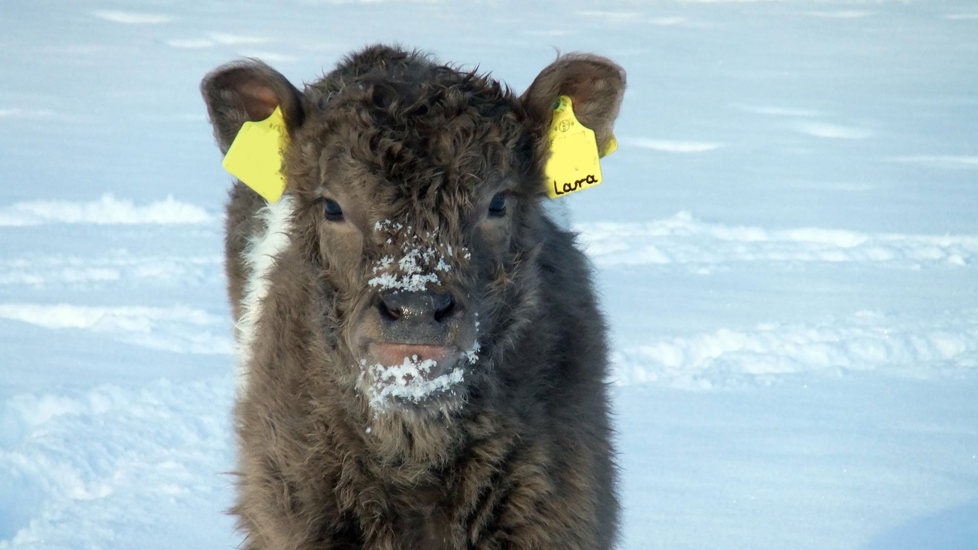 Galloway Kalb im Schnee