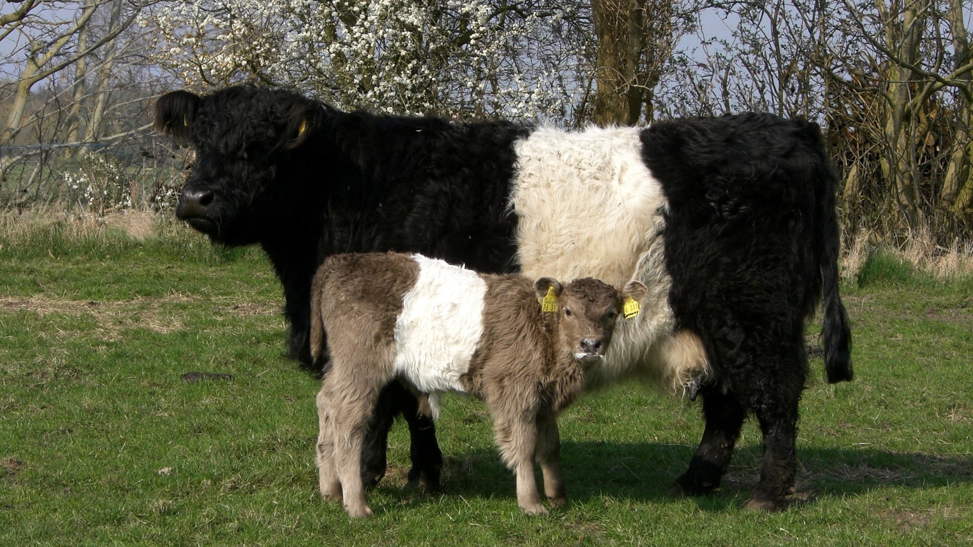 Belted Kuh mit Kalb
