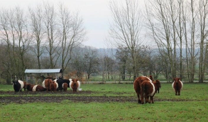 10 Kühe Und Bulle