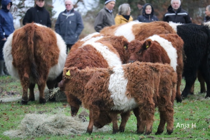 14 Red Belted Galloway
