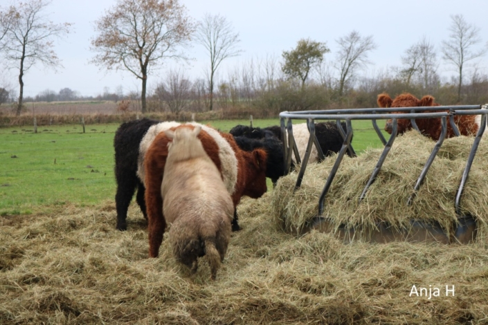 4 Schafbock Beim Sprung