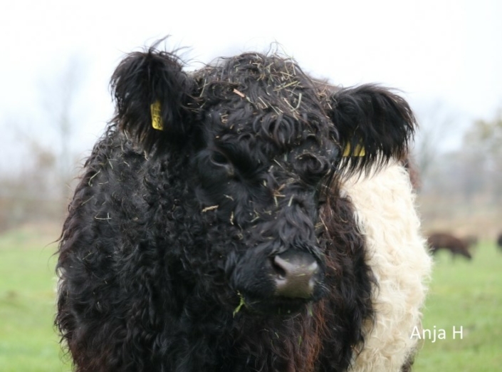 6 Black Belted Galloway