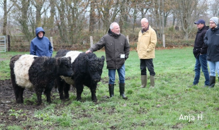 7 Black Belted Jungtiere