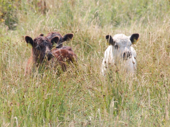 Neugierige Jungtiere