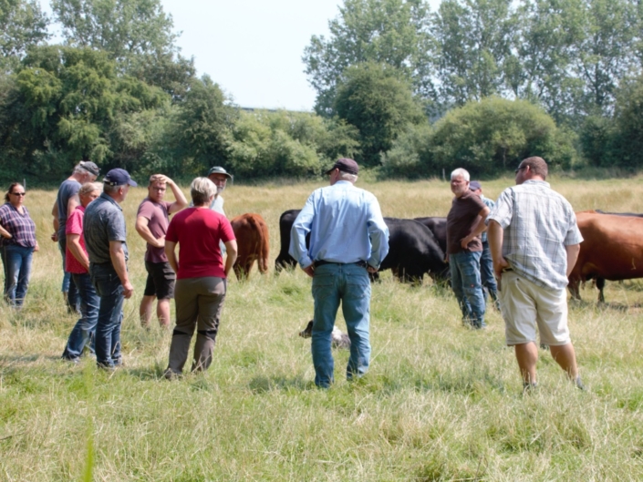 Züchter bei der Begutachtung der Angus-Herde