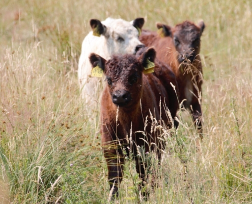 Neugierige Jungtiere