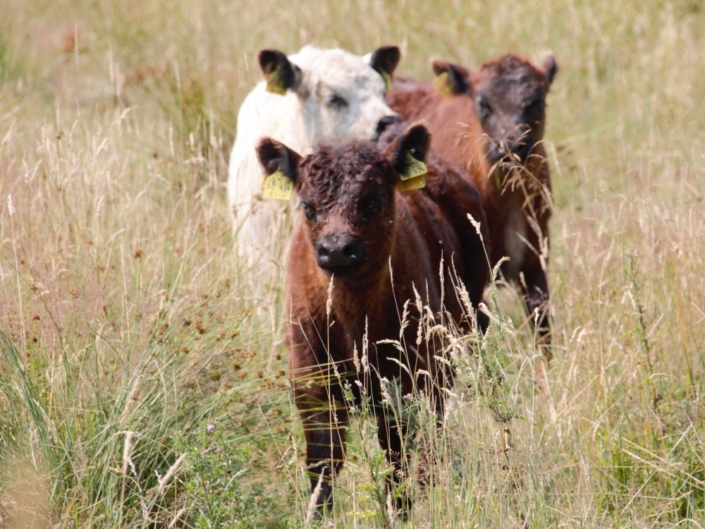 Neugierige Jungtiere