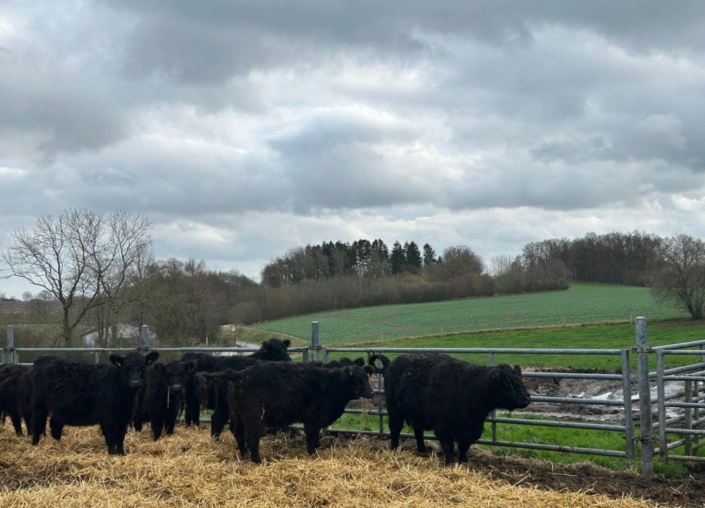 Jungtiere im Auslauf